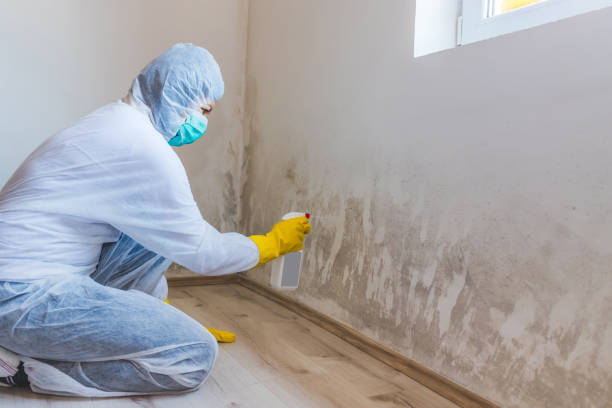 Licensed Attic Mold Removal service in Burnsville, NC - WQB Mold Removal