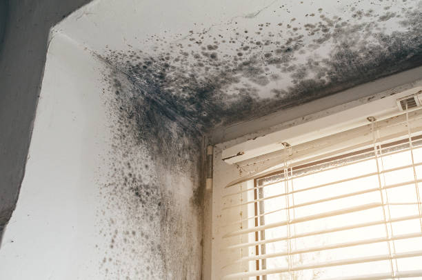 Affordable Attic Mold Removal solutions in Burnsville, NC