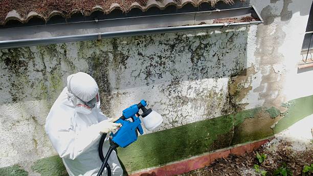 Top rated local Attic Mold Removal specialists in Burnsville, NC
